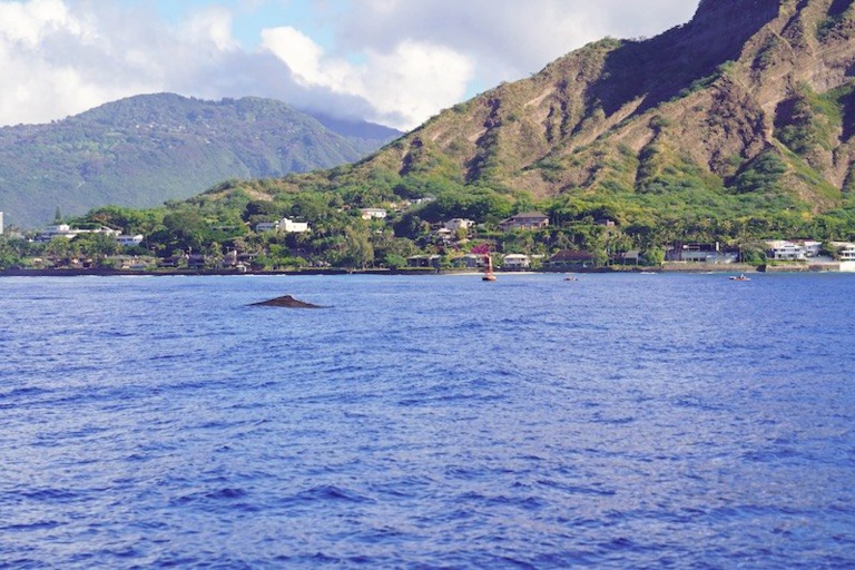 haleiwasharktours-sunset-whale-watching-on-oahu-north-shore-feature-beautiful-views-of-the-famous-north-shore Haleiwasharktours Sunset Whale Watching On Oahu North Shore Feature Beautiful Views Of The Famous North Shore