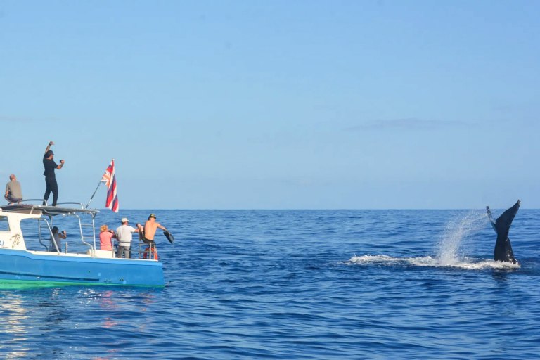 haleiwasharktours-sunset-whale-watching-on-oahu-north-shore-feature-hawaiian-owned-and-operated-take-photo Haleiwasharktours Sunset Whale Watching On Oahu North Shore Feature Hawaiian Owned And Operated Take Photo
