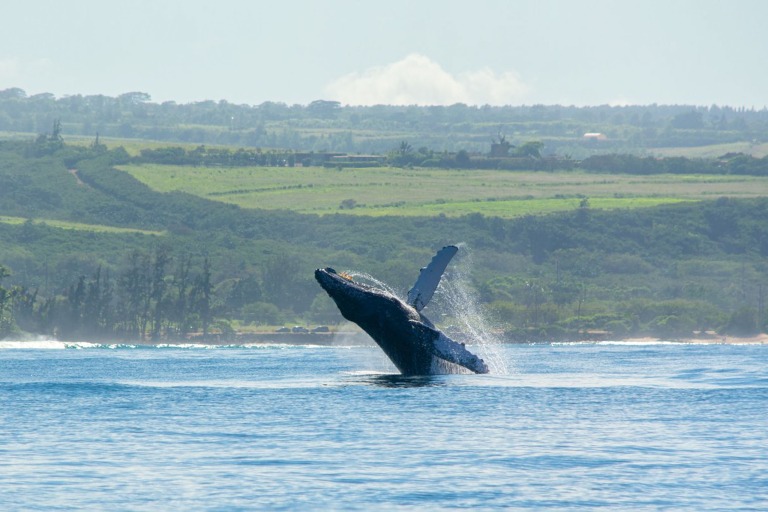 haleiwasharktours-sunset-whale-watching-on-oahu-north-shore-feature-incredible-wildlife Haleiwasharktours Sunset Whale Watching On Oahu North Shore Feature Incredible Wildlife
