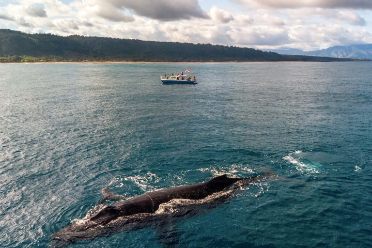 haleiwasharktours-sunset-whale-watching-on-oahu-north-shore-feature-incredible-wildlife-huge-humpback-whale Haleiwasharktours Sunset Whale Watching On Oahu North Shore Feature Incredible Wildlife Huge Humpback Whale