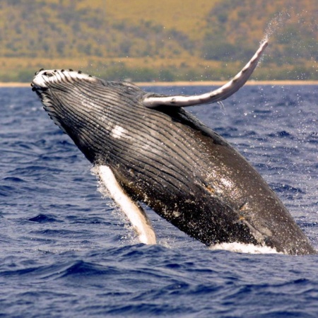 Haleiwasharktours Sunset Whale Watching On Oahu North Shore Product
