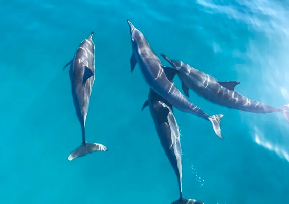 haleiwasharktours-sunset-whale-watching-on-oahu-north-shore-slider-dolphins Haleiwasharktours Sunset Whale Watching On Oahu North Shore Slider Dolphins