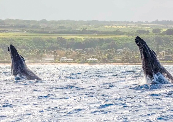 haleiwasharktours-sunset-whale-watching-on-oahu-north-shore-slider-huge-whale Haleiwasharktours Sunset Whale Watching On Oahu North Shore Slider Huge Whale