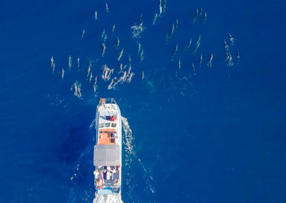 haleiwasharktours-sunset-whale-watching-on-oahu-north-shore-slider-overview Haleiwasharktours Sunset Whale Watching On Oahu North Shore Slider Overview