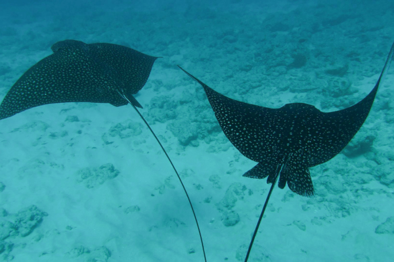 Islandwatersportshawaii Cataraman Cruise With Snorkeling Feature Manta Ray