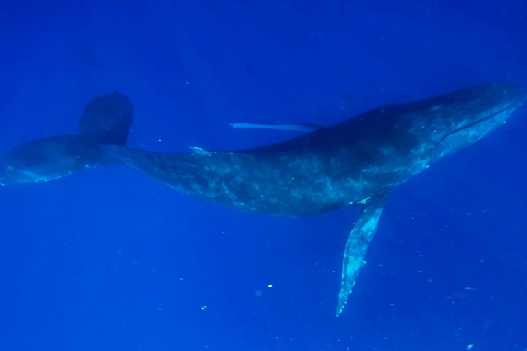 Mauipacificdivers Small Raft Whale Watch Private Tour Feature Fascinating Journey