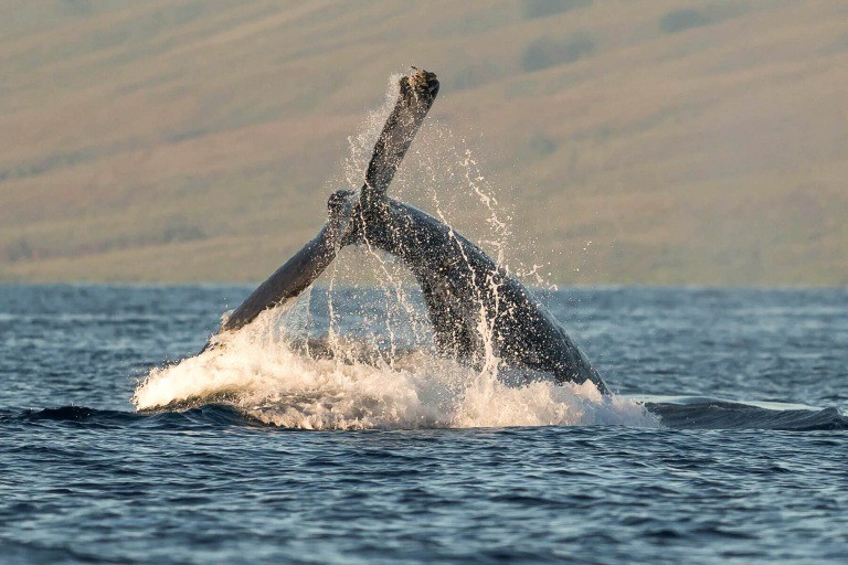 Mauipacificdivers Small Raft Whale Watch Private Tour Feature Fascinating Journey Tail Whale
