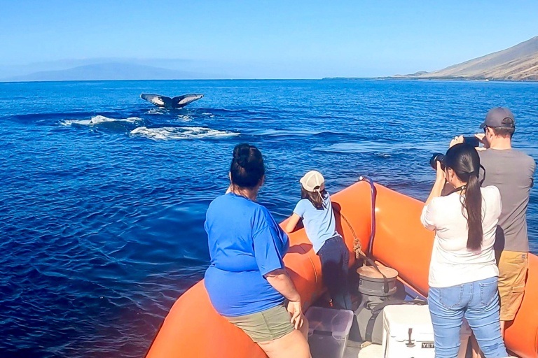 Mauipacificdivers Small Raft Whale Watch Private Tour Feature Learn About Whale Behavior