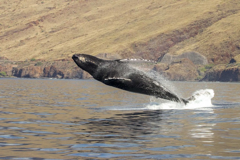 Mauipacificdivers Small Raft Whale Watch Private Tour Feature Ride In Our New Boat