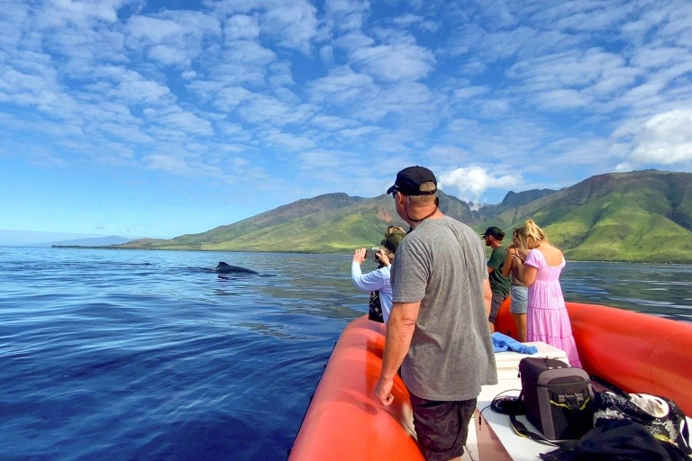 Mauipacificdivers Small Raft Whale Watch Private Tour Feature Ride In Our New Boat Amazing Experience