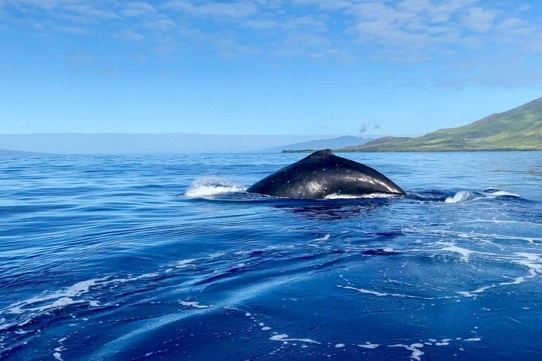 Mauipacificdivers Small Raft Whale Watch Private Tour Feature Ride In Our New Boat Huge Whale