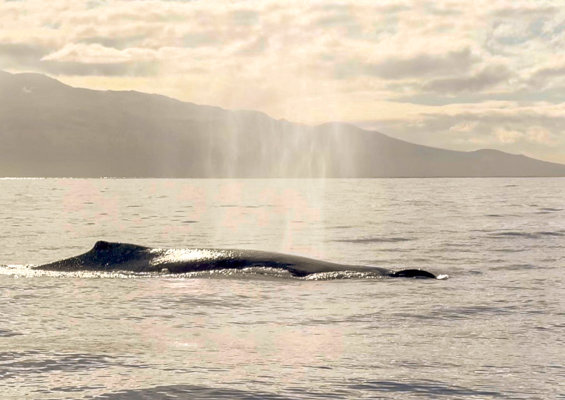 Mauipacificdivers Small Raft Whale Watch Private Tour Slider Humpback