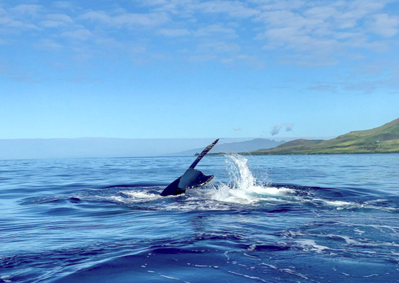 Mauipacificdivers Small Raft Whale Watch Private Tour Slider Ocean