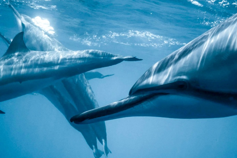Surfrider Foundation Kauai Beach Cleanups Feature Ocean Dolphin Protection