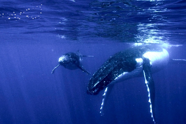 Surfrider Foundation Kauai Beach Cleanups Feature Protect Wild Life Animal