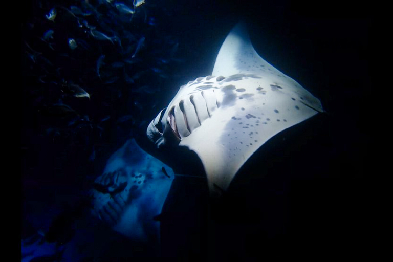 Aquaticlifedivers One Tank Manta Dive Or Snorkel Feature Come For The Coastal Views Manta Night