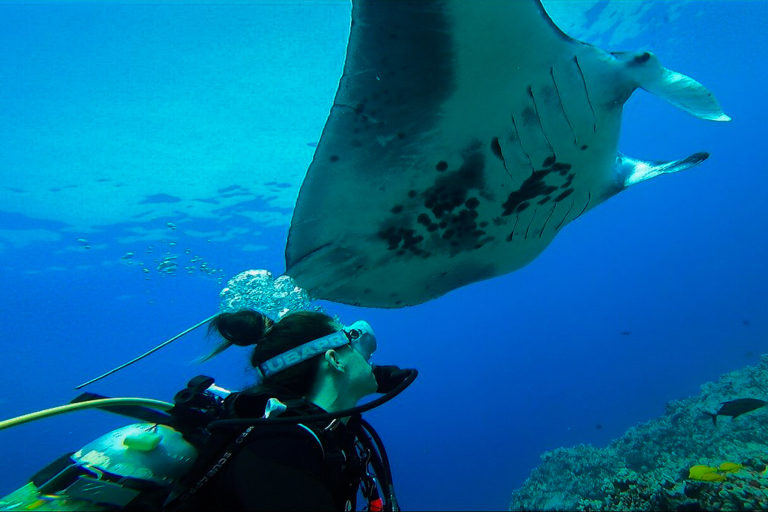 Aquaticlifedivers One Tank Manta Dive Or Snorkel Feature Learn More Than You Ever Expected A Manta By Daytime