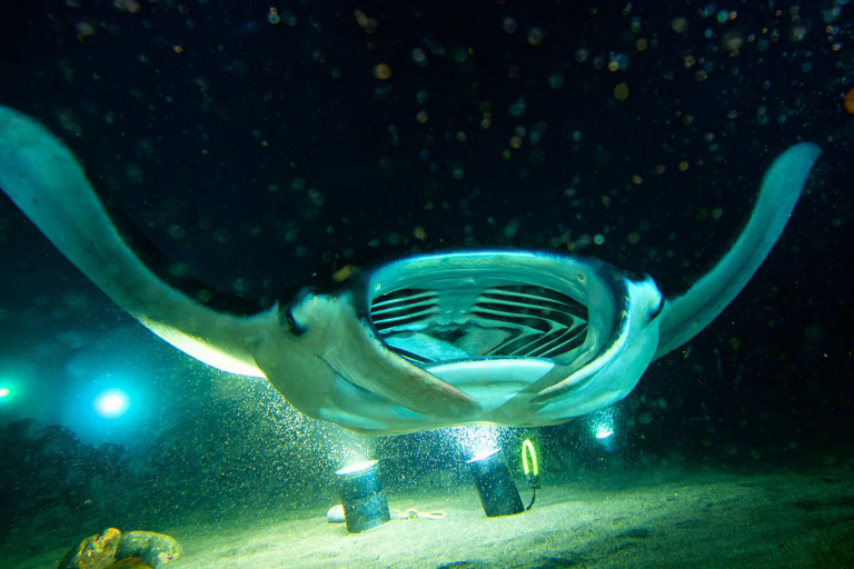 Aquaticlifedivers One Tank Manta Dive Or Snorkel Feature Learn More Than You Ever Expected Beautiful