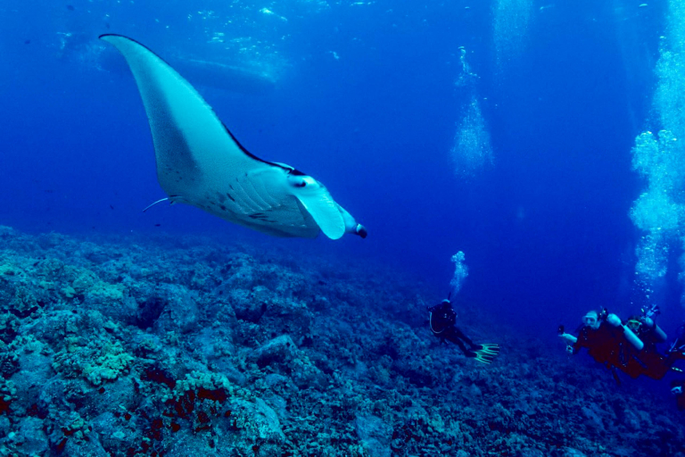 Aquaticlifedivers One Tank Manta Dive Or Snorkel Feature Learn More Than You Ever Expected Explore Under Water