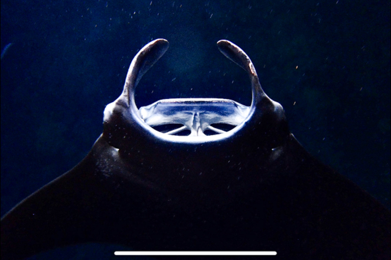 Aquaticlifedivers One Tank Manta Dive Or Snorkel Feature Watch The Underwater Dance