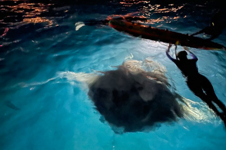 Aquaticlifedivers One Tank Manta Dive Or Snorkel Feature Watch The Underwater Dance Big Manta Ray
