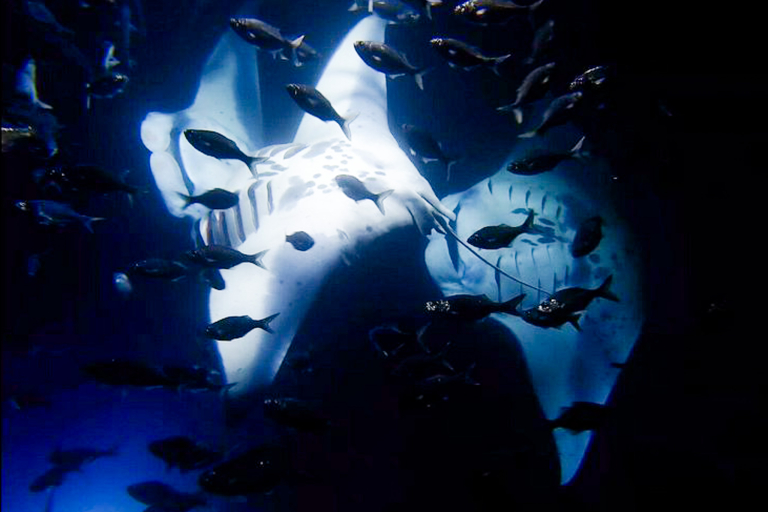 Aquaticlifedivers One Tank Manta Dive Or Snorkel Feature Watch The Underwater Dance Collecting Food