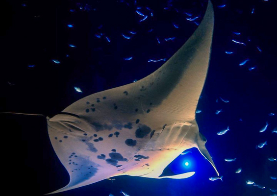 Aquaticlifedivers One Tank Manta Dive Or Snorkel Slider Night