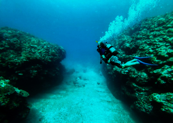 Aquaticlifedivers One Tank Manta Dive Or Snorkel Slider Ocean