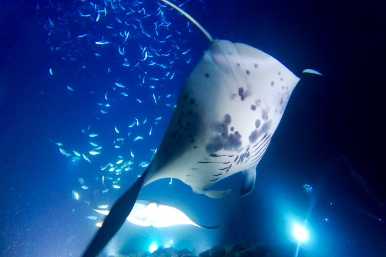 Aquaticlifedivers Two Tank Dive With The Mata Ray Tour Feature Manta Ray In Their Natural Habitat