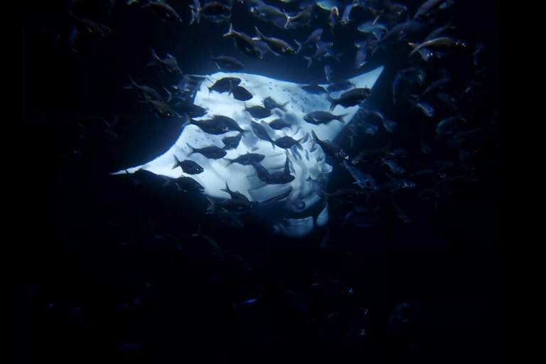 Aquaticlifedivers Two Tank Dive With The Mata Ray Tour Feature Sensational Manta Ray