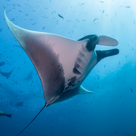Aquaticlifedivers Two Tank Dive With The Mata Ray Tour Product