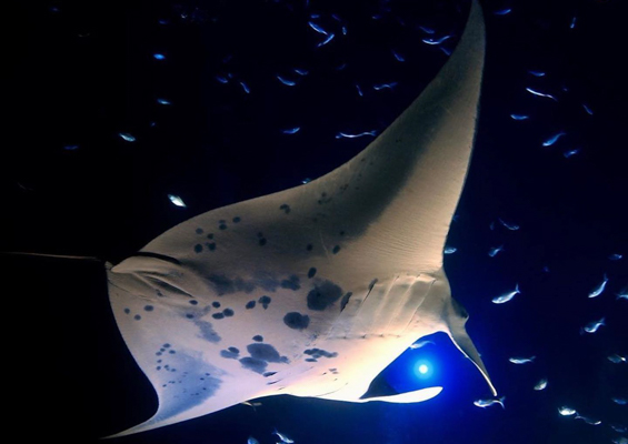 Aquaticlifedivers Two Tank Dive With The Mata Ray Tour Slide Magical Night
