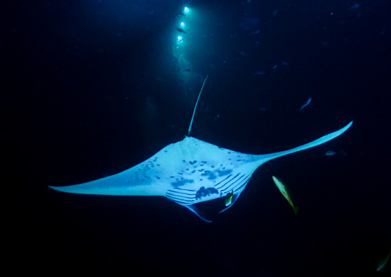 Aquaticlifedivers Two Tank Dive With The Mata Ray Tour Slide See The Manta Ray