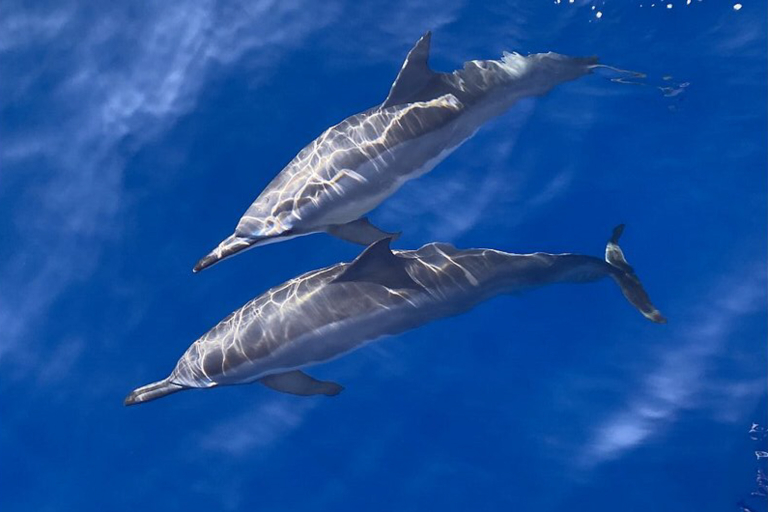 Aquaticlifedivers Two Tank Morning Reef Dive Feature Tropical Fish Spinner Dolphins At Honokohau