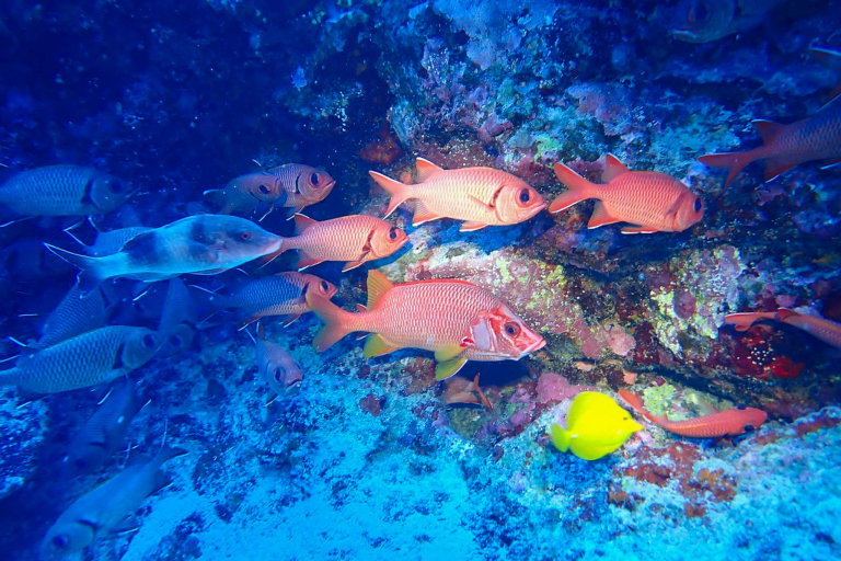 Aquaticlifedivers Two Tank Morning Reef Dive Feature Tropical Fish Squirrel Fish And Tang