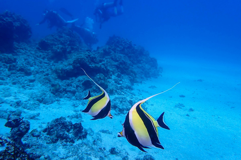 Aquaticlifedivers Two Tank Morning Reef Dive Feature Wrecks Lurk Beneath The Surface Moorish Idols