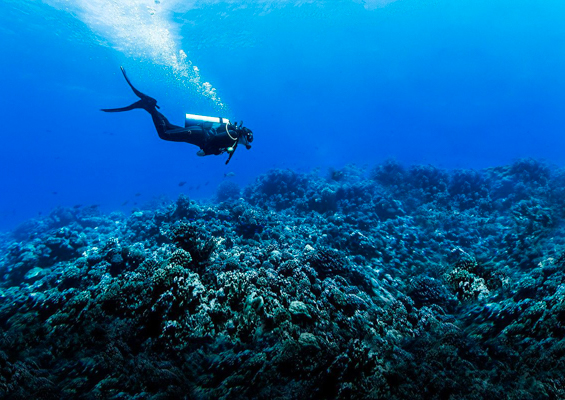 Aquaticlifedivers Two Tank Morning Reef Dive Slider Kona Scuba Diving