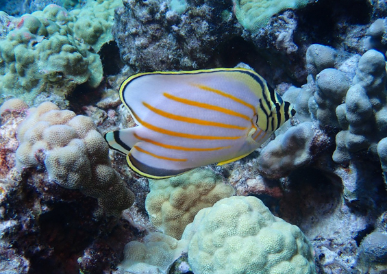 Aquaticlifedivers Two Tank Morning Reef Dive Slider Ornate Butterfly