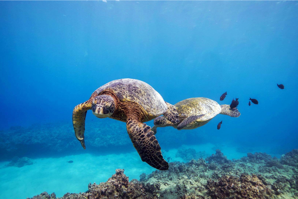 Oahu Oahu Scuba Tours Wreck And Reef Tour