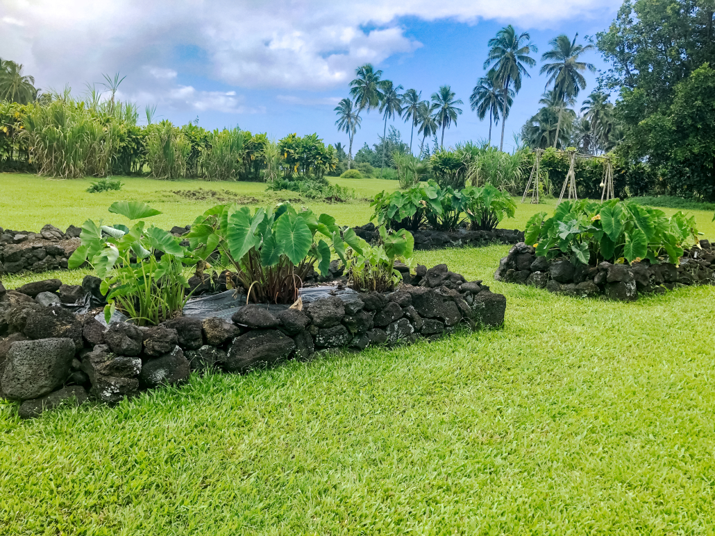 Taro Patches (Loi) Kahanu Gardens Hana Maui Traditional taro patches (lo‘i) surrounded by lava rock walls at Kahanu Garden in Hāna, Maui, with palm trees in the background.