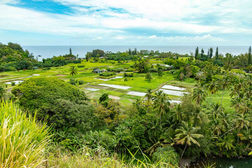 Maui Road to Hāna Guide: Top Stops & Local Travel Tips