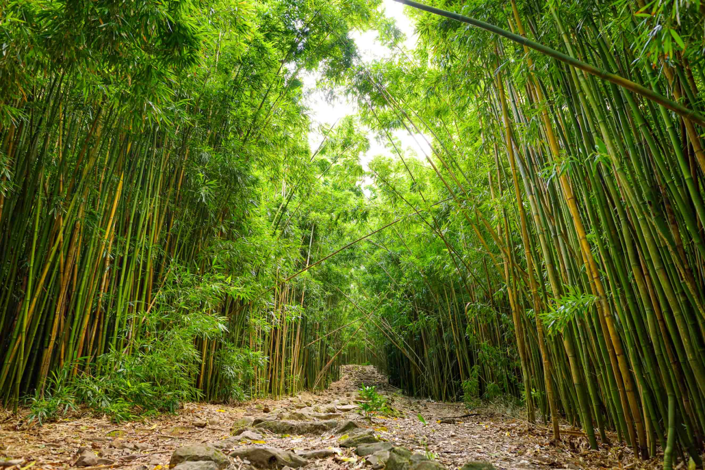 Pipiwai Trail Bamboo Pools of Oheo Road to Hana Maui Pipiwai Trail Bamboo Pools Of Oheo Road To Hana Maui