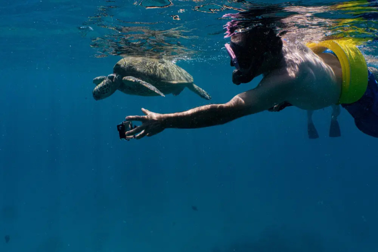 Snorkeling with Turtles Beneath the Waikiki Skyline