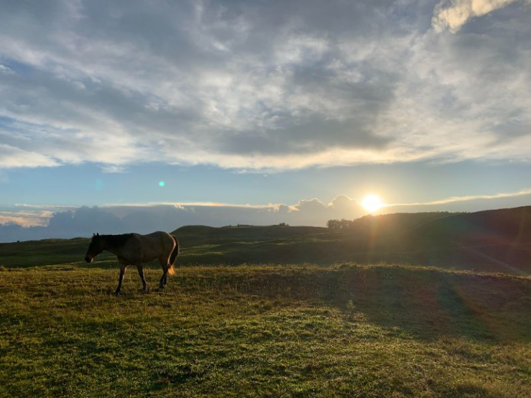 Horseback Riding Into The Golden Sunset Of Kona