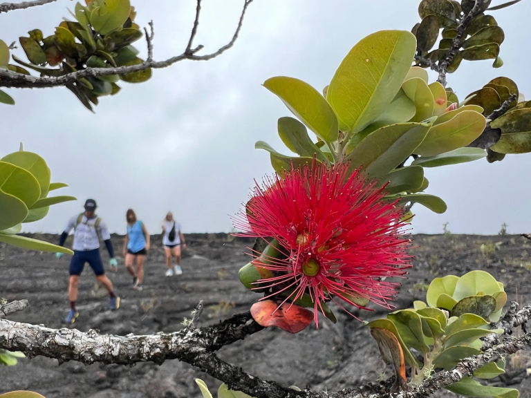 big-island-bike-tours-llc-ultimate-volcanoes-national-park-bike-adventure-flower