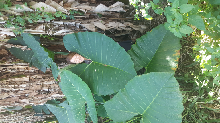 Botanical-World-Adventures-person-peeking-through-large-green-leaves