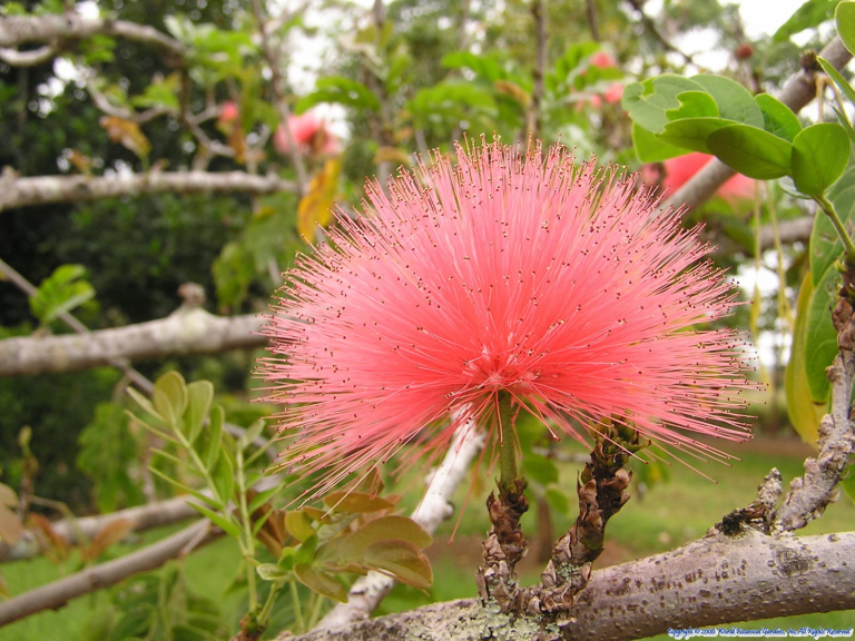 Botanical-World-Adventures-pink-powder-puff-flower-on-tree-branch