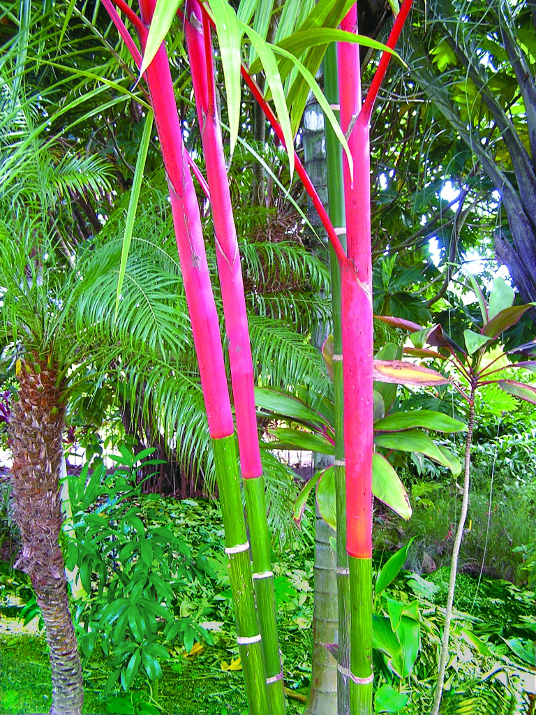 Botanical-World-Adventures-tall-red-and-green-bamboo-in-garden
