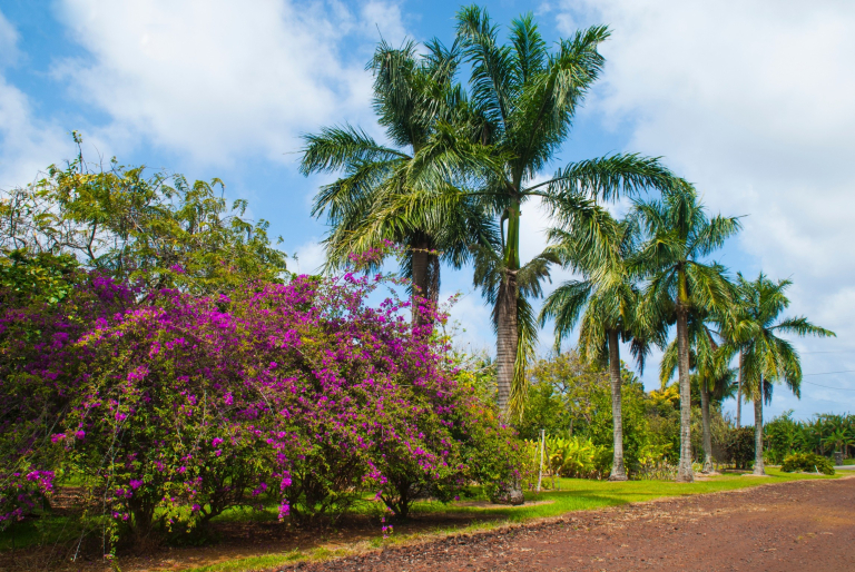 Botanical-World-Adventures-tropical-garden-with-palm-trees-and-flowers