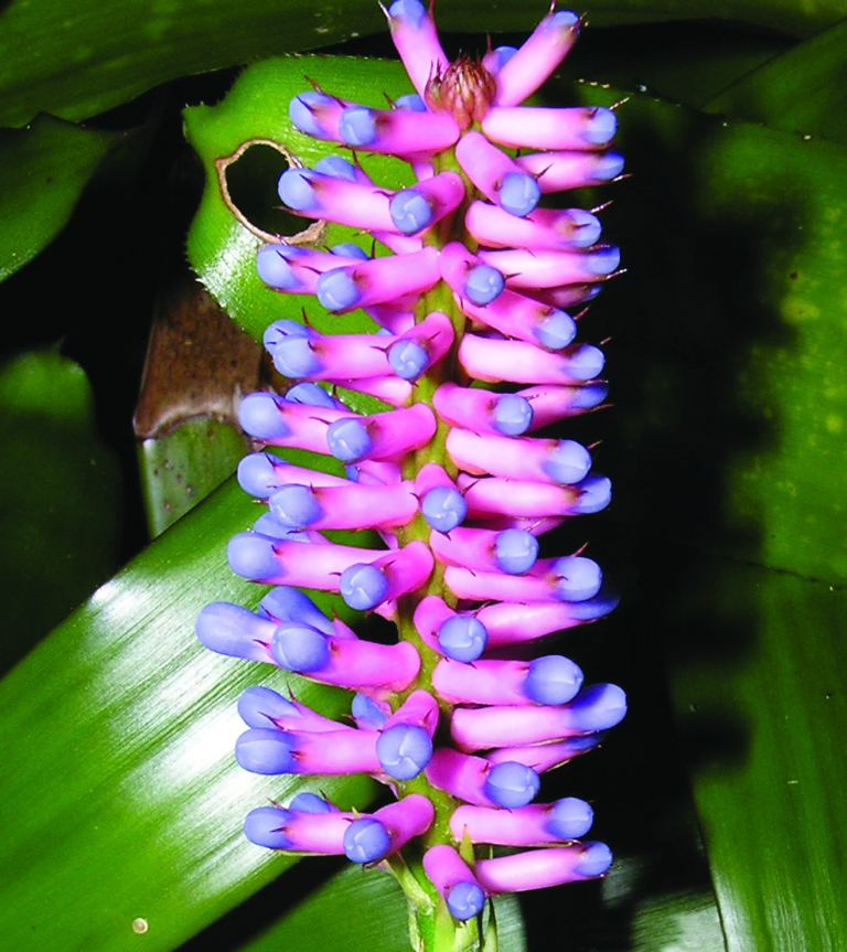 Botanical-World-Adventures-vibrant-pink-and-purple-flower-on-leaves